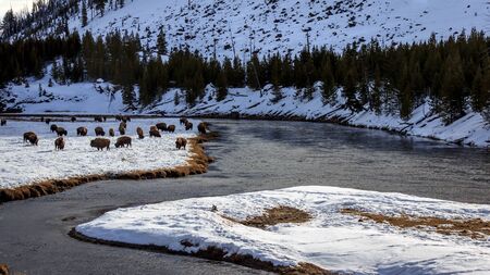 Bison fight the cold Yellowstone winter, Yellowstone National Park, Wyoming, USAの写真素材