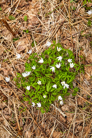 The first spring flowers in the forest - white snowdropsの写真素材