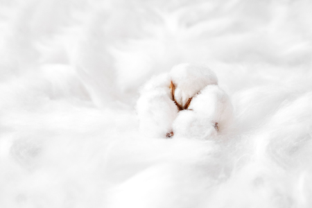 Fluffy white cotton flowerの写真素材