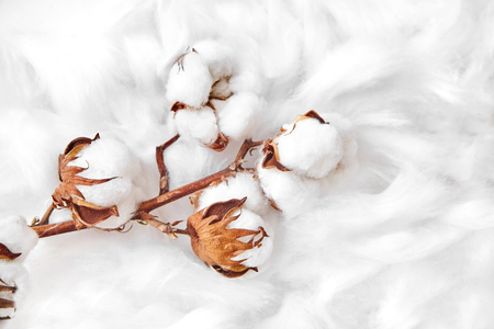branch of white cotton flowersの写真素材