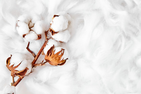 branch of white cotton flowersの写真素材