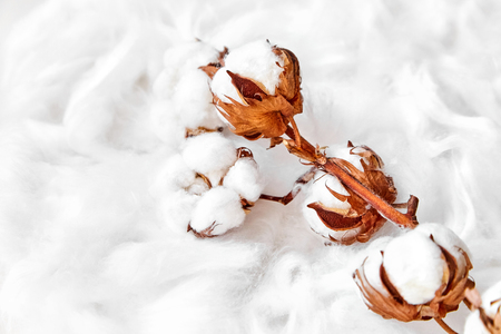 branch of white cotton flowersの写真素材