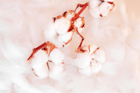 branch of white cotton flowers. warm toning, cream colorの写真素材