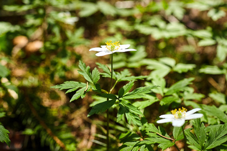 The first spring flowers in the forest - white snowdropsの写真素材