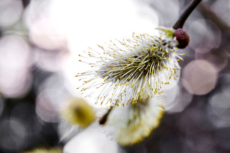 Spring. Catkin. Flowering pussy willow branch on natural blurred background.