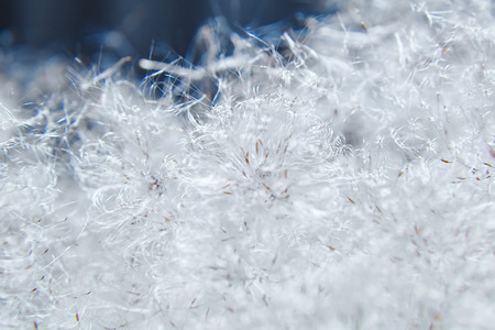 Typha latifolia, bulrush, broadleaf or common cattail, great reedmace, cooper's reed, cumbungi seeds. Closeup, macro. White soft light fluffの写真素材