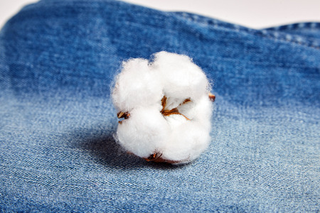 Fluffy delicate white cotton flower on blue jeans fabric texture backgroundの写真素材