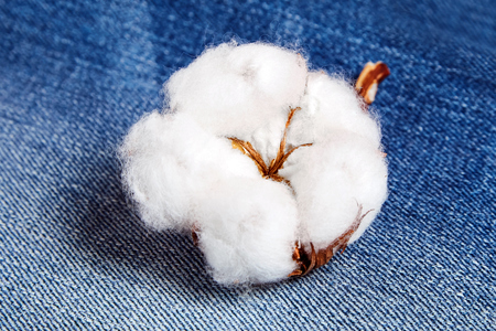 Fluffy delicate white cotton flower on blue jeans fabric texture backgroundの写真素材