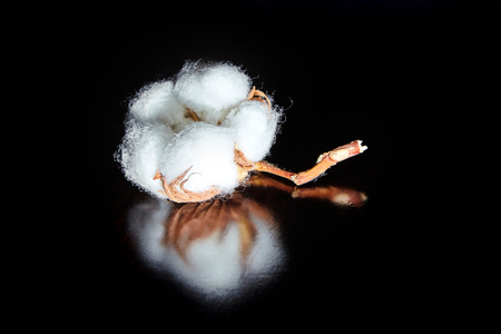 Fluffy delicate white cotton flower on dark wooden table backgroundの写真素材