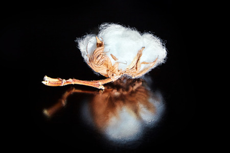 Fluffy delicate white cotton flower on dark wooden table backgroundの写真素材