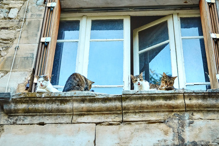 four colorful cats sitting on a stone ledge at the white window with sticking out their tonguesの写真素材