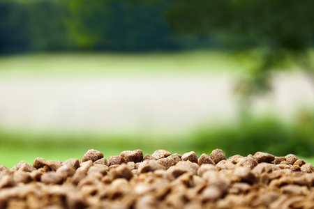 Dry food for dogs and cats. Pet meal on blurred green grass background. Selective focusの写真素材