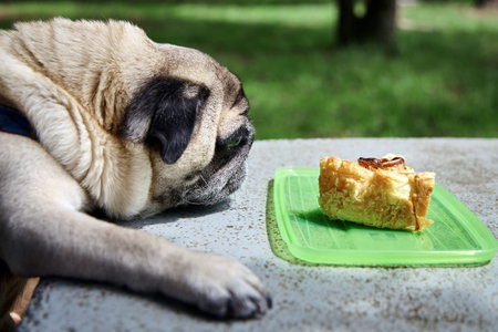 An adult pug stretches to a piece of pie lying on a stone table. Dog food. Outdoorの写真素材