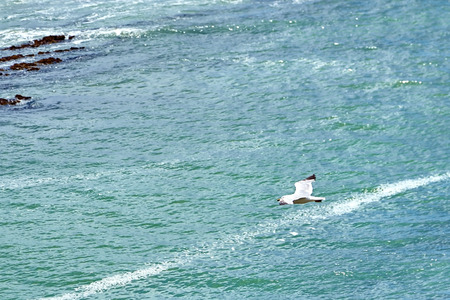 A bird flying above the water. Seagull hovering over the sea surface. Ocean wavesの写真素材