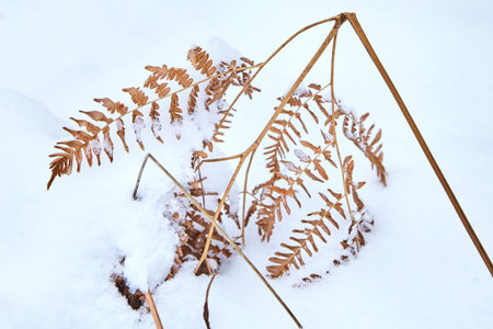 dried fern in the snowの写真素材