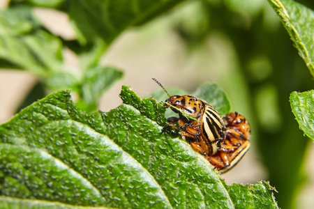 Adult striped Colorado beetle eating young green potato leaves. Invasion of pests on farmland. Parasites destroy a crop in the field. Selective focusの写真素材