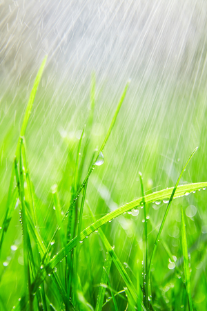 Green grass with water droplets on the leaves. Lawn. Morning freshnessの写真素材