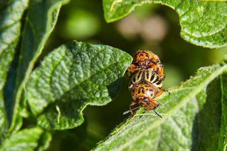 Two Adult striped Colorado beetles eating young green potato leaves. Invasion of pests on farmland. Parasites destroy a crop in the field. Selective focusの写真素材