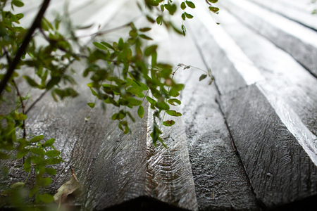 Old wet wooden roof in the rain. Autumn weatherの写真素材