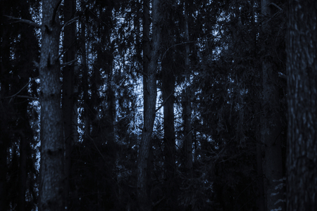 Blue moonlight in a dark night spruce forest. Mysterious light among the trunks of treesの写真素材