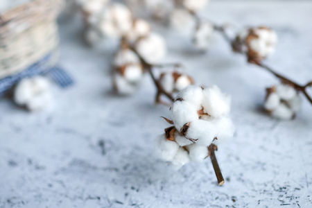 Branches of white soft cotton flowers. Plant lying on a painted wooden table. Selective focusの写真素材