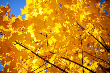 Yellow foliage on a branches of a tree. Autumn leaves on the sun. Fall background