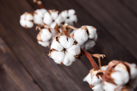 Branch of white fluffy cotton flowers on brown wooden backgroundの写真素材