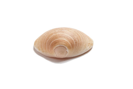 Smooth shell isolated on white background
