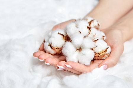 Heap of white fluffy cotton flowers in the female handsの写真素材