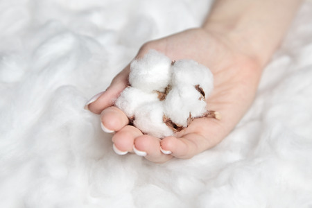 White cotton flower in a female hand on soft backgroundの写真素材