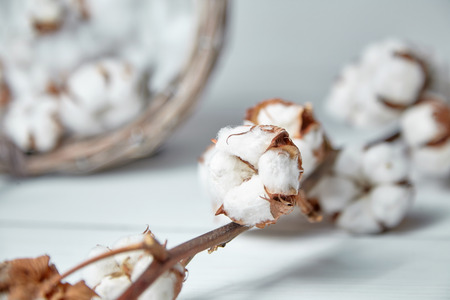 A branch of soft cotton flowers is lying on a white wooden tableの写真素材