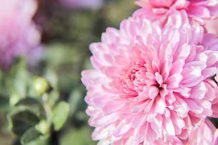 pink chrysanthemum flower with dew drops in the gardenの写真素材