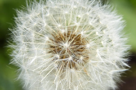 white soft dandelion spring flower