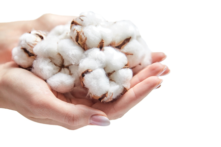 Heap of cotton flowers in the palms of woman on a white backgroundの写真素材