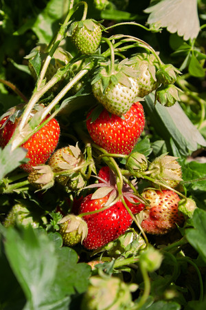 strawberry growing in the garden, natural organic foodの写真素材