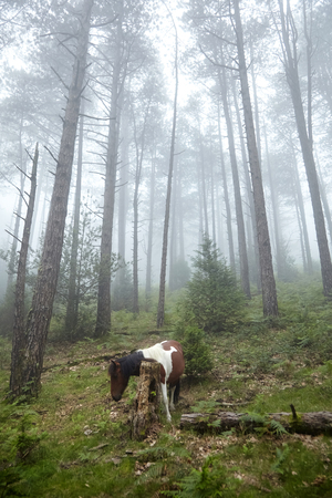 Horse in the fog. La Rhune mountain, France: Pottok grazing on a slope in the cloud veilの写真素材
