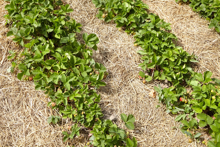 Growing strawberries, rows of green bushesの写真素材