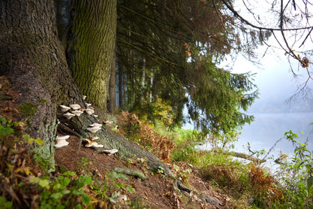 Mushrooms growing on roots and a tree trunk. Forest ecosystem. Autumn nature