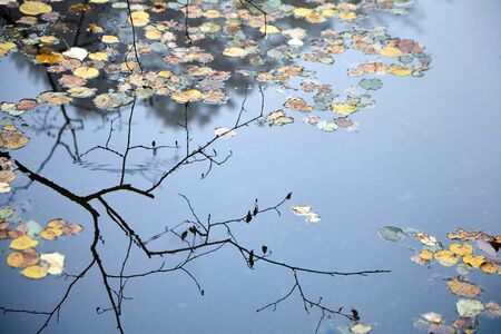 Yellow fall foliage floating on surface of  water, autumn time in the park by the pond. Dry branch and reflection of a forest in a river. Morning natureの写真素材