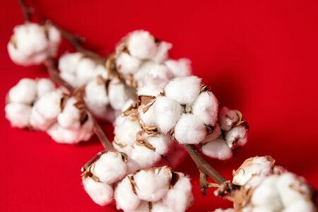 Ð¡otton plant. Stem with natural white fluffy cotton flowers on red backgroundの写真素材