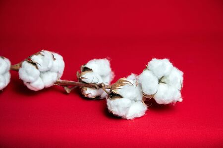 Ð¡otton plant. Stem with natural white fluffy cotton flowers on red backgroundの写真素材