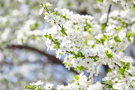 Plum blossom, white flowers on branches of tree, season of blooming garden, spring nature, sunny day, floral backgroundの写真素材