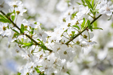Plum blossom, white flowers on branches of tree, season of blooming garden, spring nature, sunny...
