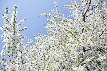 Plum blossom, white flowers on branches of tree, season of blooming garden, spring nature, sunny day, floral backgroundの写真素材