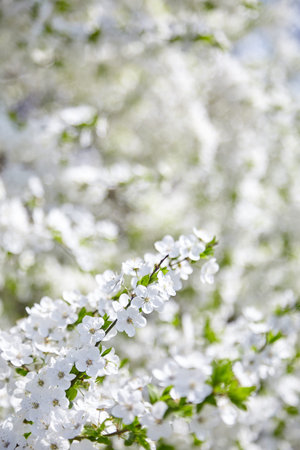Plum blossom, white flowers on branches of tree, season of blooming garden, spring nature, sunny...
