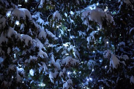 Electric light garland on the branches of a tree. Glowing bulbs under snow. Outdoor night...