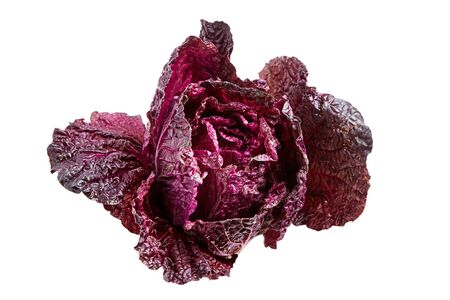 Red Chinese cabbage (Purple wombok) isolated on white background. Red Napa cabbage with vibrant colored leavesの写真素材