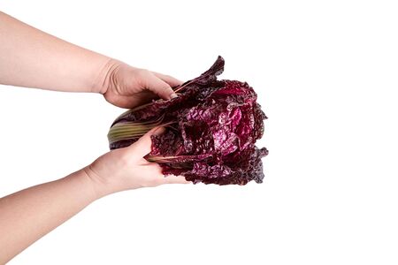 Red Napa cabbage with vibrant colored leaves in female hands. Red Chinese cabbage isolated on white background. Fresh healthy vegetableの写真素材