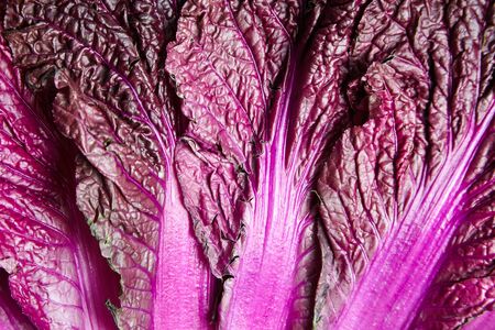 Purple leaves of Red Chinese cabbage background, texture. Napa cabbage closeupの写真素材