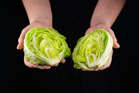 Iceberg lettuce, two halves of crisphead lettuce in hand on black background. Leafy green vegetable, selective focusの写真素材